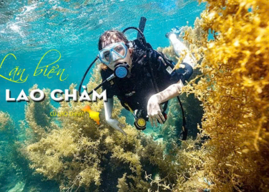 Tour Lặn Ngắm San Hô Cù Lao Chàm: Điểm Lặn Đẹp & Giá Vé 2025